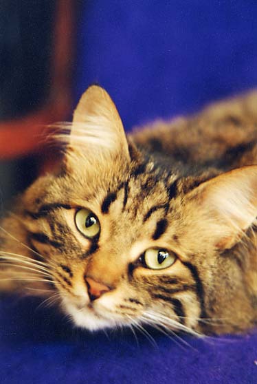 Chats